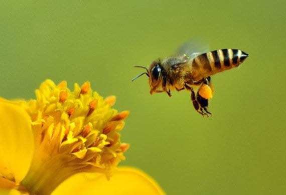 Indicazioni per il corretto utilizzo dei prodotti fitosanitari per la tutela degli insetti pronubi